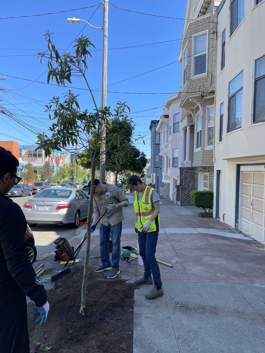 .@SFUrbanForester tree lining my street in SF. 🌳🌿🌴🌱