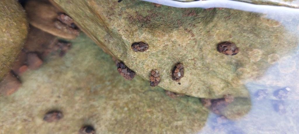 In Chapel le Dale there water comes up from the limestone and sinks away in holes further up. The water contained these #river #mayfly , some sort of black coloured river limpets. I can't place the large grains glued to rocks made out of sand grains in the last photo.
#insects