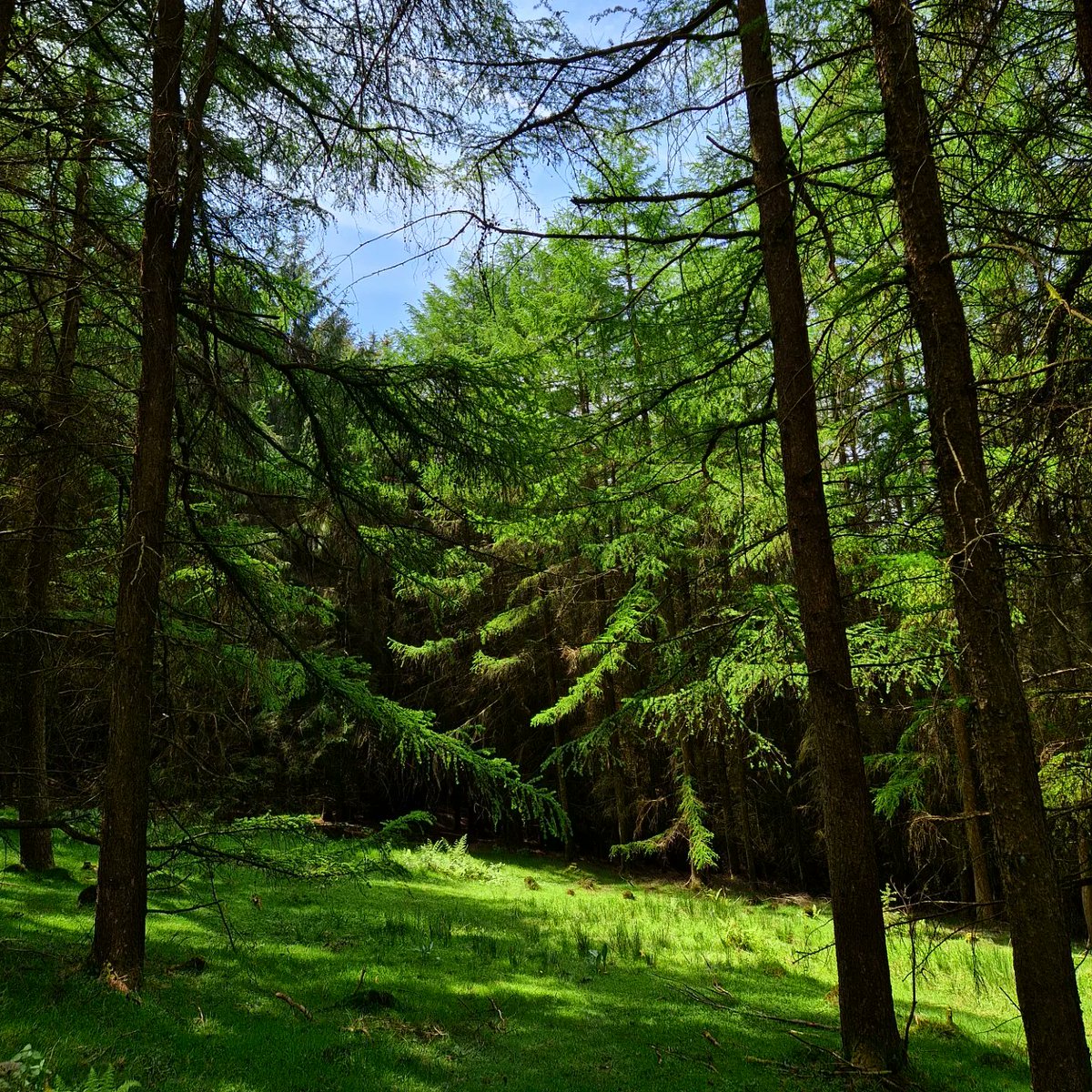 The Wild Boar. 22 miles. Hot &amp; hilly. Description included instructions such as:
'scramble up the slope'
'don’t be tempted to explore the 
quarry'
And
'There is no 
distinct path here, you need to pick your way up the steep slope through the 
trees' (they underplayed this bit).
