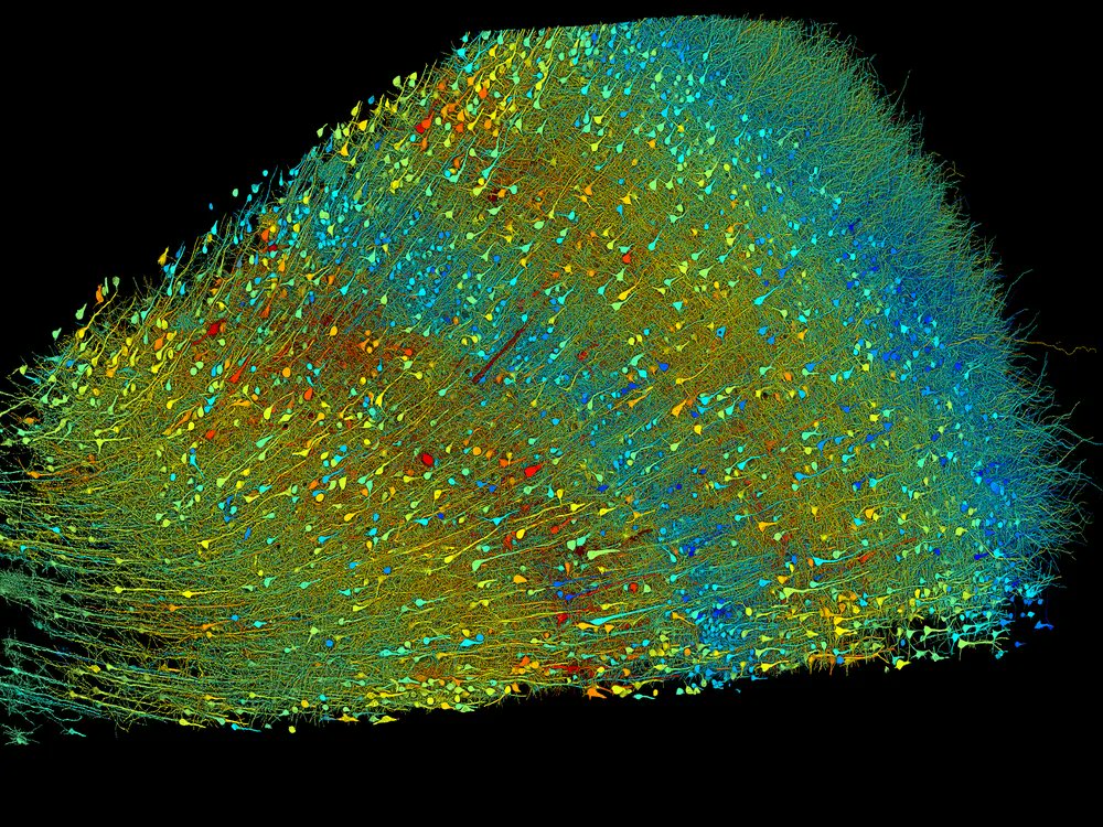 Scientists Imaged &amp; Mapped a tiny piece of Human Brain. A map of excitatory neurons derived from an area half the size of a grain of rice reveals 57K cells, 150Million+ synapses/connections between neurons, in vivid &amp; unprecedented detail. What’s most astounding, is that this