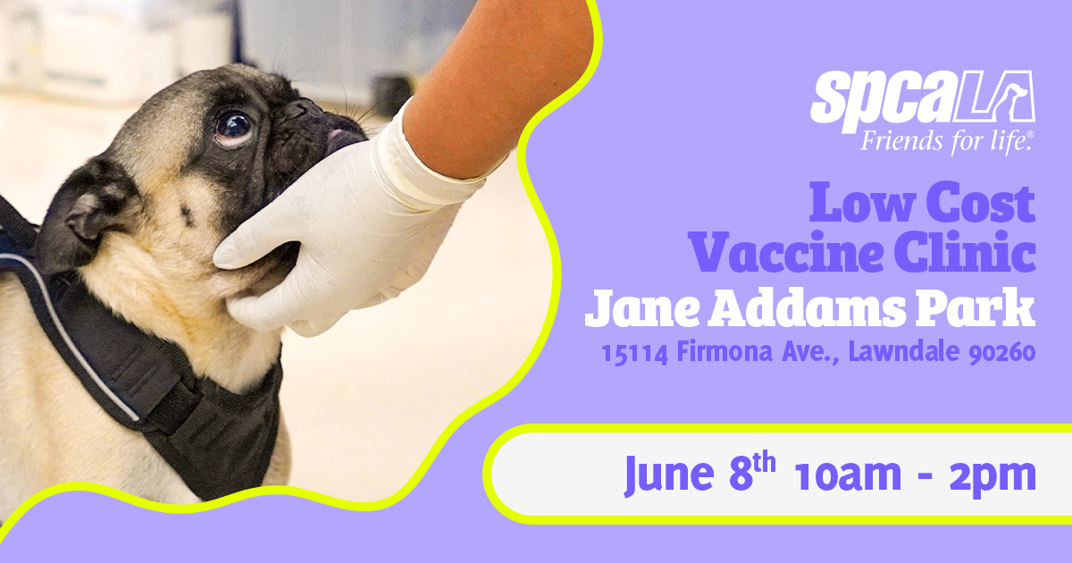 Save the date! 🗓 We are hosting a Low Cost Vaccine Clinic for cats & dogs at the Lawndale Health, Safety and Pet Fair in Jane Addams Park June 22nd 10am-2pm. Full details t.ly/rWkWe

#FriendsforLife #spcaLA #spcaLAadopt #HealthyPets #PetVaccines