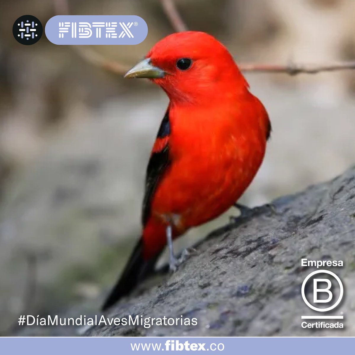Hoy en el Día Mundial de las Aves Migratorias, celebramos la majestuosidad y la resistencia de estas increíbles criaturas aladas. Cada año, millones de aves realizan viajes épicos, recordándonos la importancia de proteger y conservar sus hábitats en todo el mundo.
