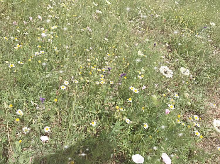 Köyümün otları çiçekleri 💐