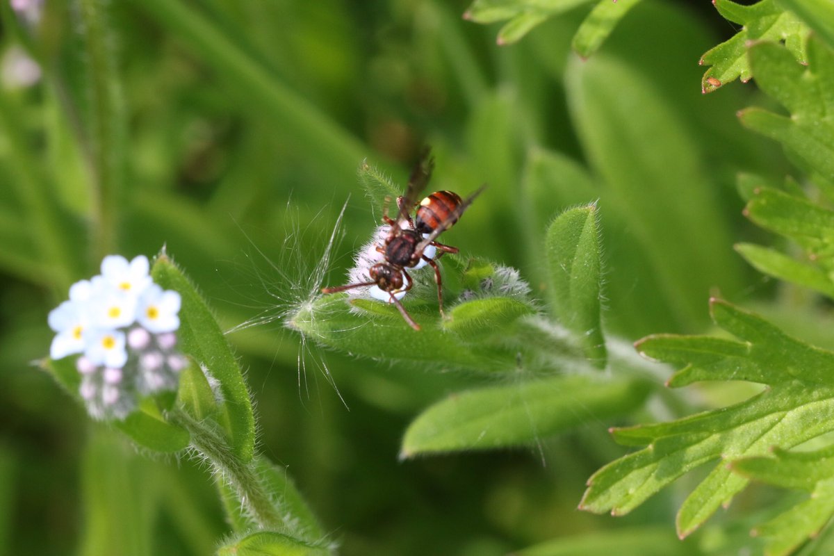 2nd year in a row Nomada guttulata recorded @RSPBMiddleton 11/05/24 @SolitaryBeeWeek @StevenFalk1 #solitarybee