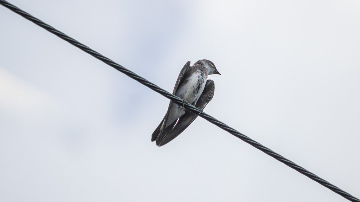 Alguien sabe el nombre de esta ave?
.
.
Photo: Me/Yo