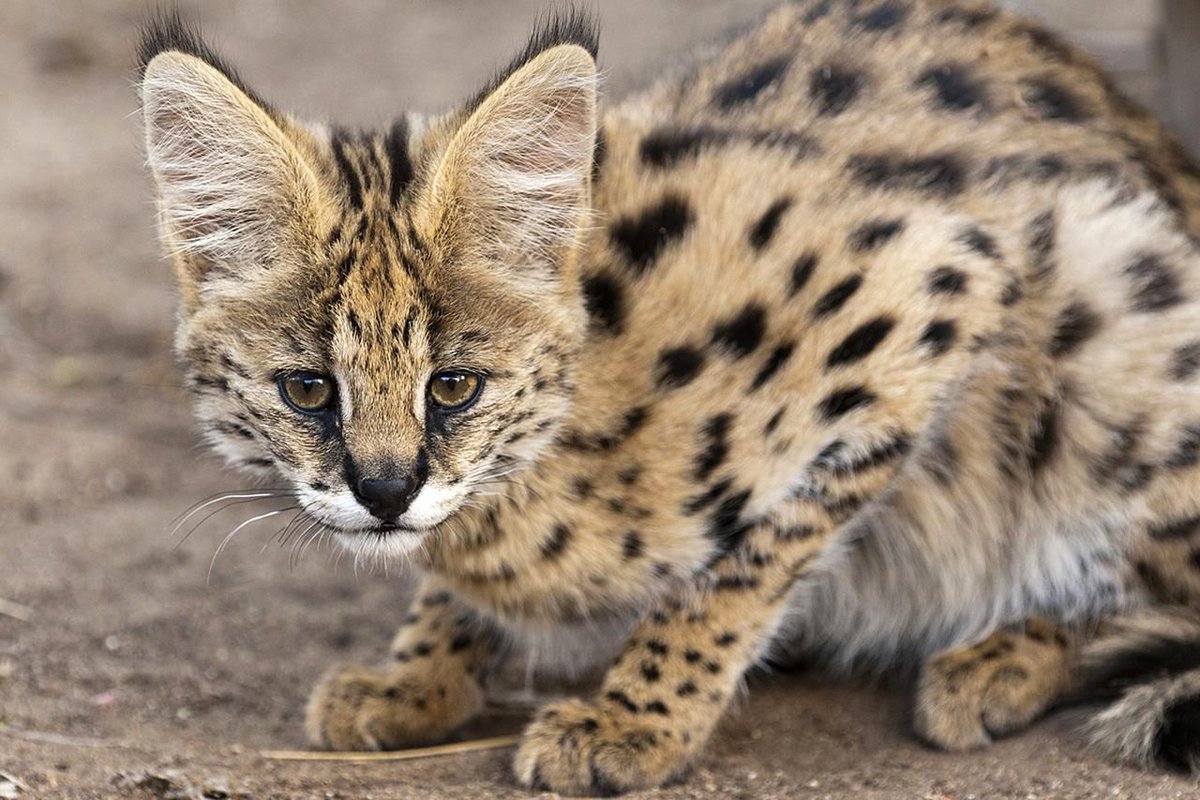 A serval, yet to be cleansed of its feral nature and contained of ravenous appetite, approached me. It aimed to put me  in a precarious, abysmal situation. 

I stared him down.
He retreated.
And petitioned for a bellyrub.

#satsplat
#wipwordsrearch