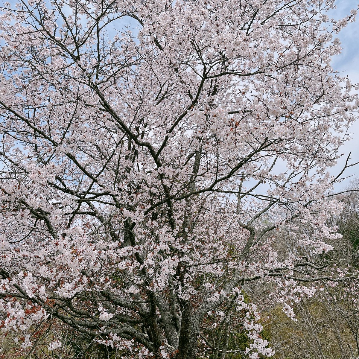 全国のお母さんに日本一開花の遅い桜🌸
お届けします😁