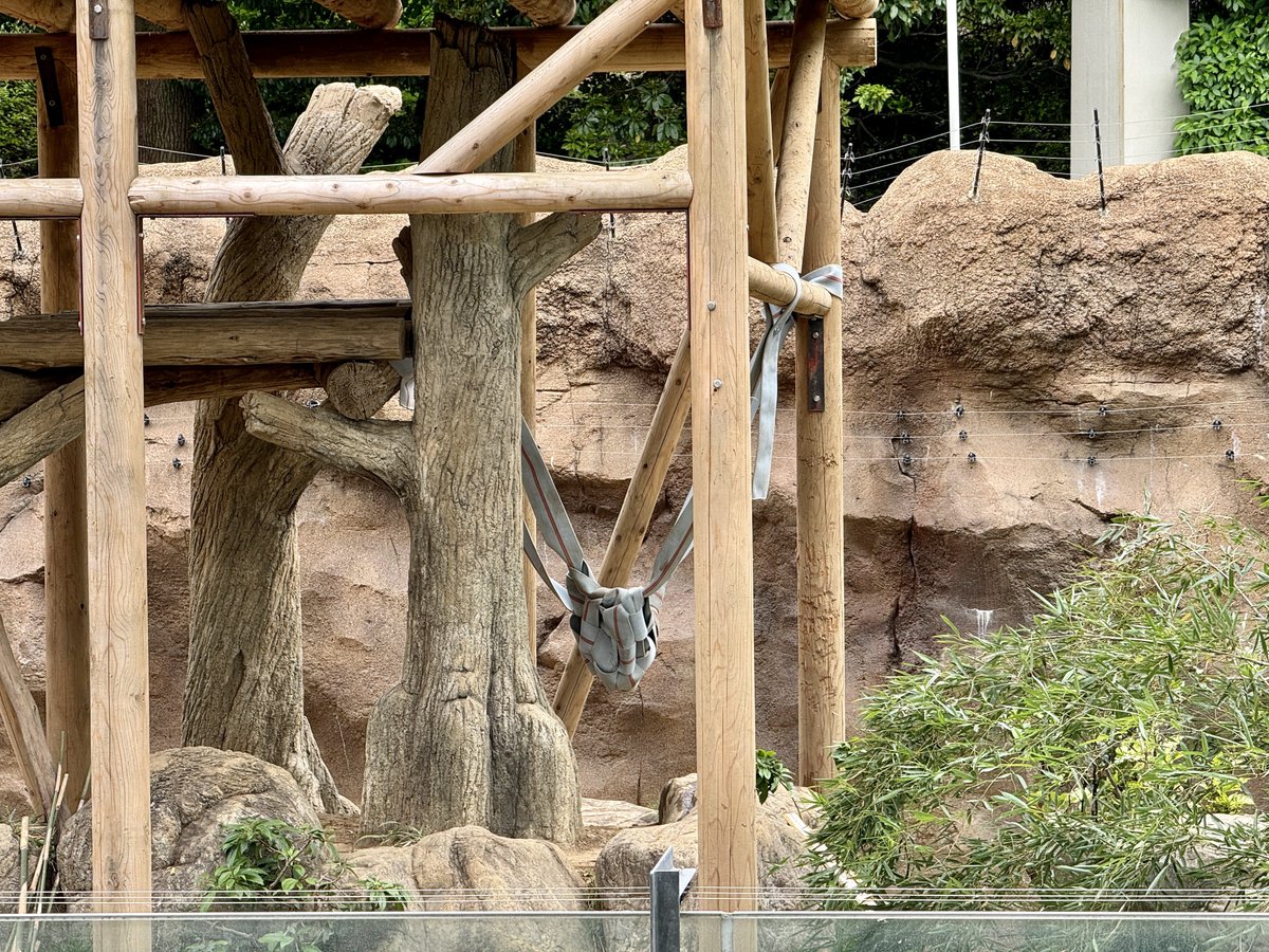 #上野動物園 #パンダ #シャオシャオ 2024-05-12 シャオシャオが引っ張りすぎてシャオモックが巾着になる。