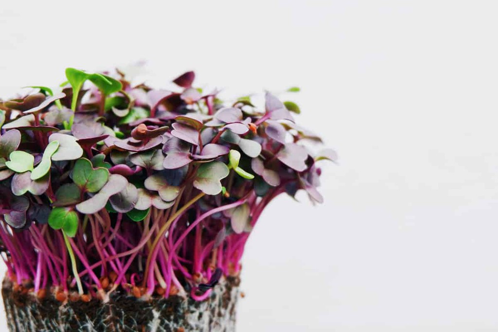 Love radishes? Try growing radish microgreens! We'll look at radish microgreens nutrition, health benefits of radishes, different varieties you can grow indoors, as well as how to grow them! ✔️

Read more 👉 lttr.ai/ASAXb

#microgreens #radish #indoorgarden