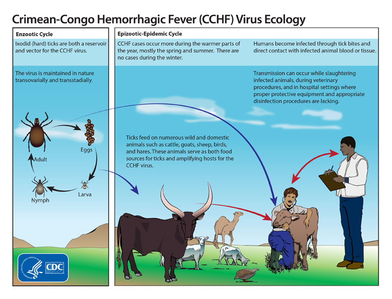 Crimean-Congo Hemorrhagic Fever Virus for Clinicians—Epidemiology, Clinical Manifestations, and Prevention wwwnc.cdc.gov/eid/article/30…