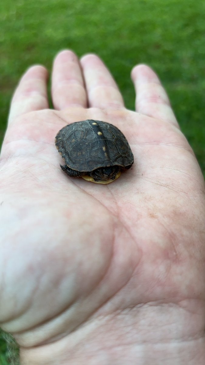 peppercutsgrass's tweet photo. Moments after taking these photos I smashed this thing into 1,000 pieces. I don’t fucking stand for racism and I feel like my actions made this world a better place. #racistturtles #turtlesareracist #endracism https://t.co/od54bB8P72