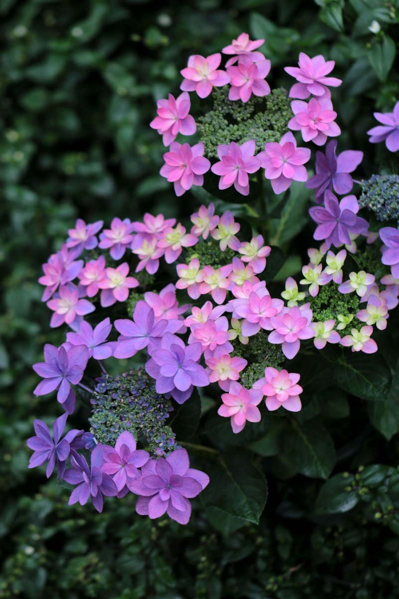 加茂荘花鳥園オリジナルアジサイ
「KAMOセレクション」の特徴

●　庭植えにも向く丈夫な系統
丈夫で花付きが良いことを目標に改良を進めてきました。従来のハイドランジアよりも木姿の良い品種が多く、庭植えにも向きます。

#富士花鳥園 #紫陽花 #あじさい 販売中