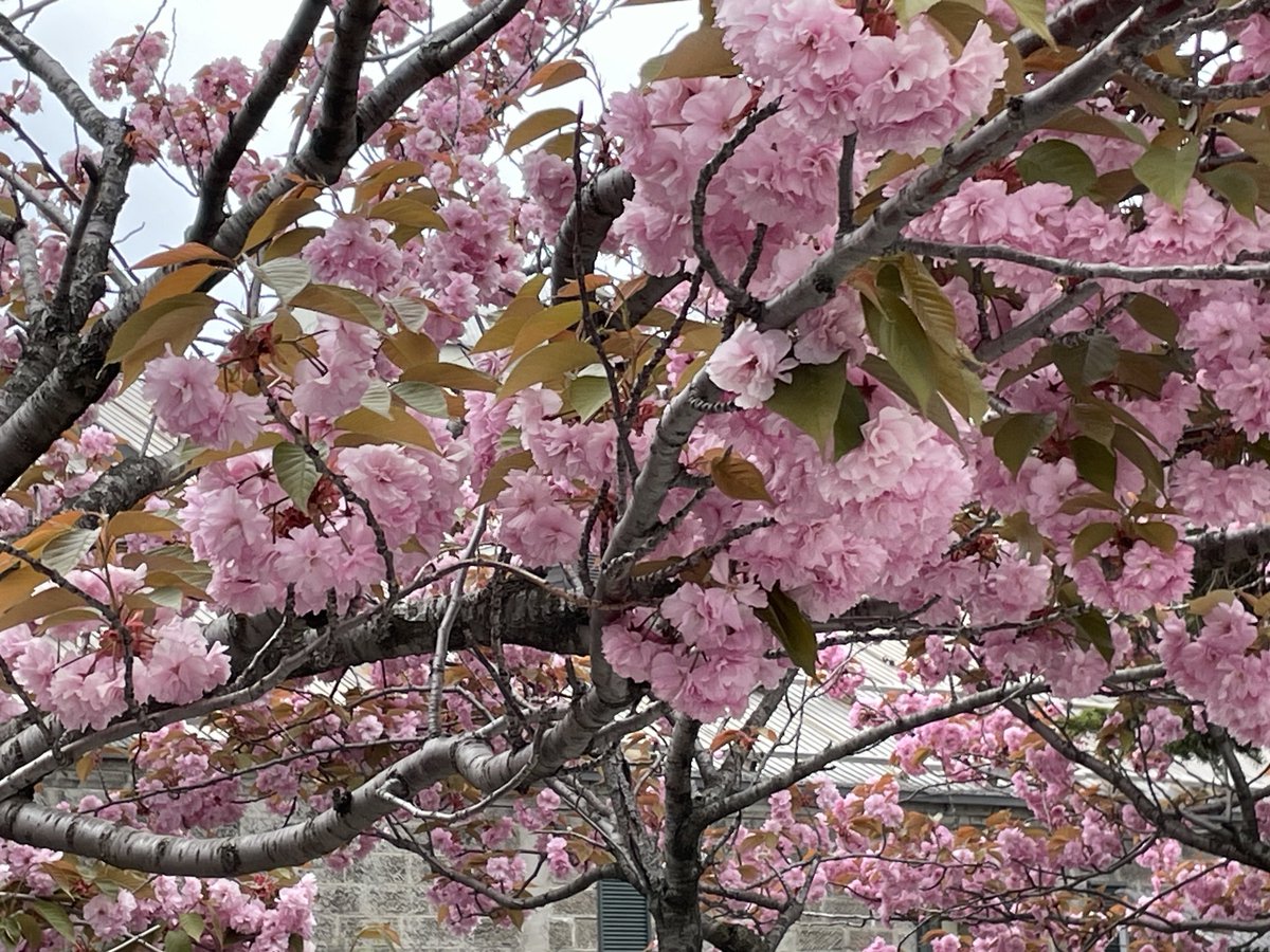 イミグレを終わらして運河へ散策
桜🌸？が咲いていたのでシャッターにおさめました
また、松山千春寿司店があり千春と関係ある？

#ダイヤモンドプリンセス