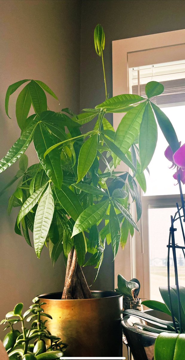 The money tree lives on:) My daughters gave it to me for Mother’s Day two years ago. We repotted it last summer and it’s ready for a bigger pot already. It threw up this shoot today as if to say “Happy Mother’s Day”:) #HappyMothersDay #fengshui