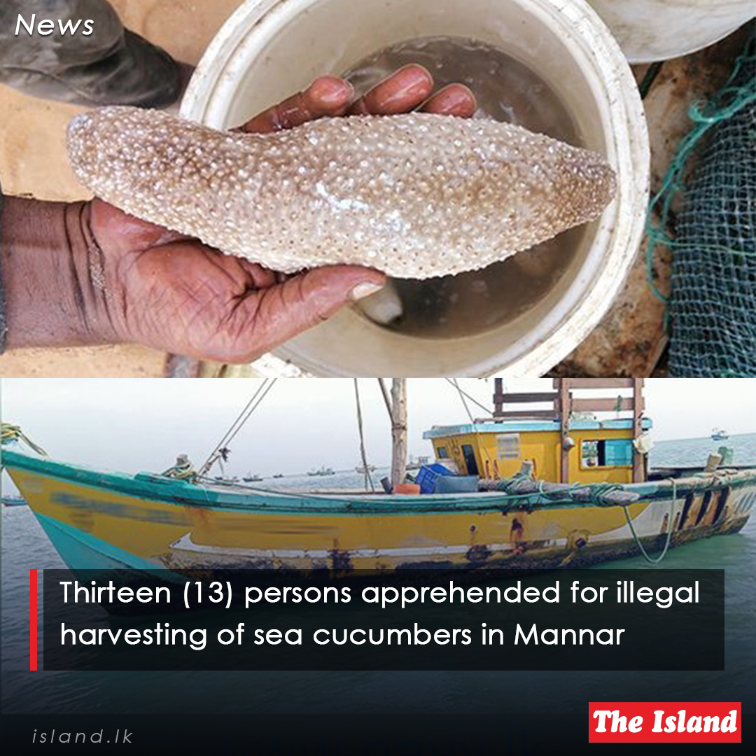 tinyurl.com/24fds9pb

Thirteen (13) persons apprehended for illegal harvesting of sea cucumbers in Mannar

#SundayIsland #TheIsland #TheIslandnewspaper #SriLankaNavy #SriLankaCoastGuard #seacucumbers