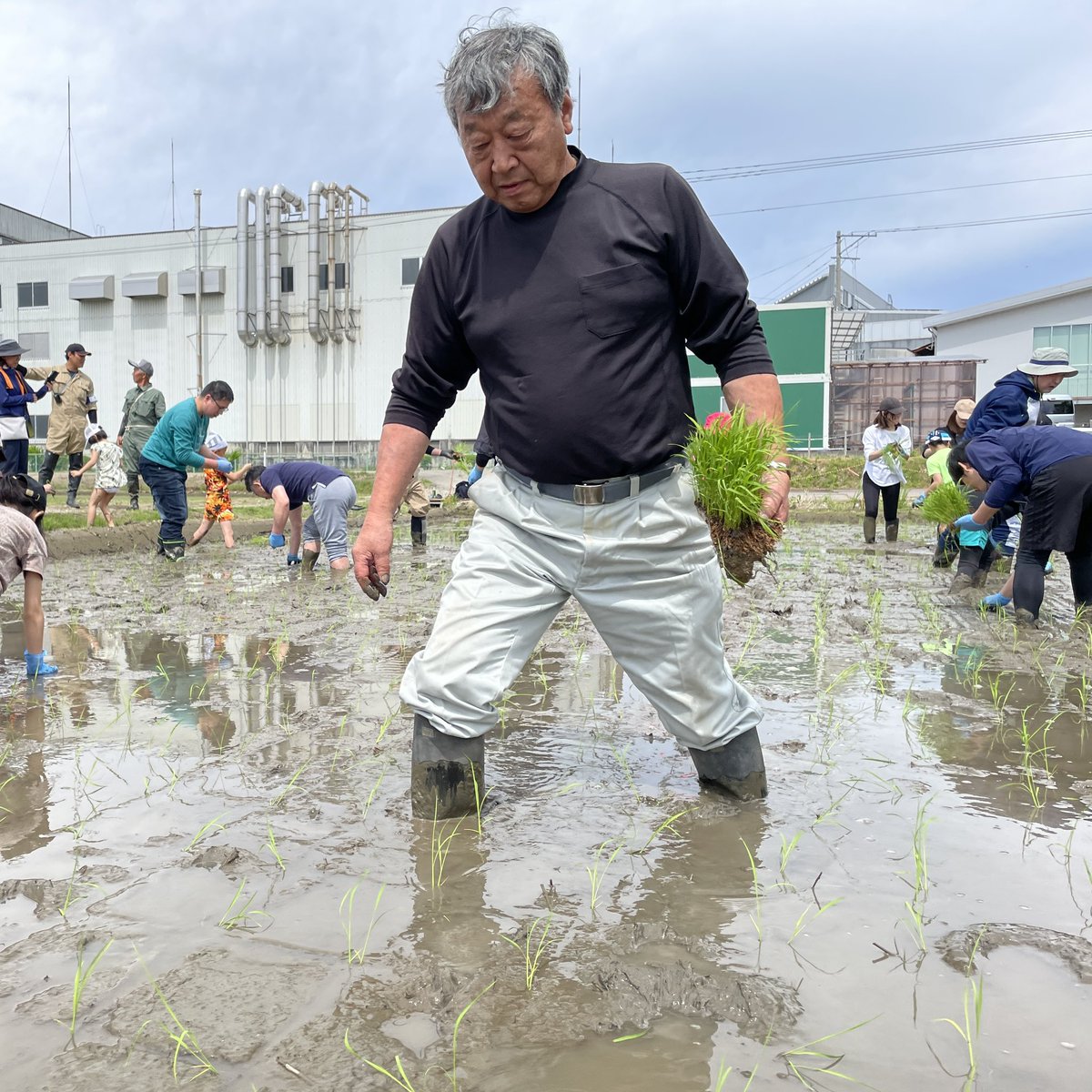 泥と奮闘する菊水社員たち
#田植え #菊水酒造
