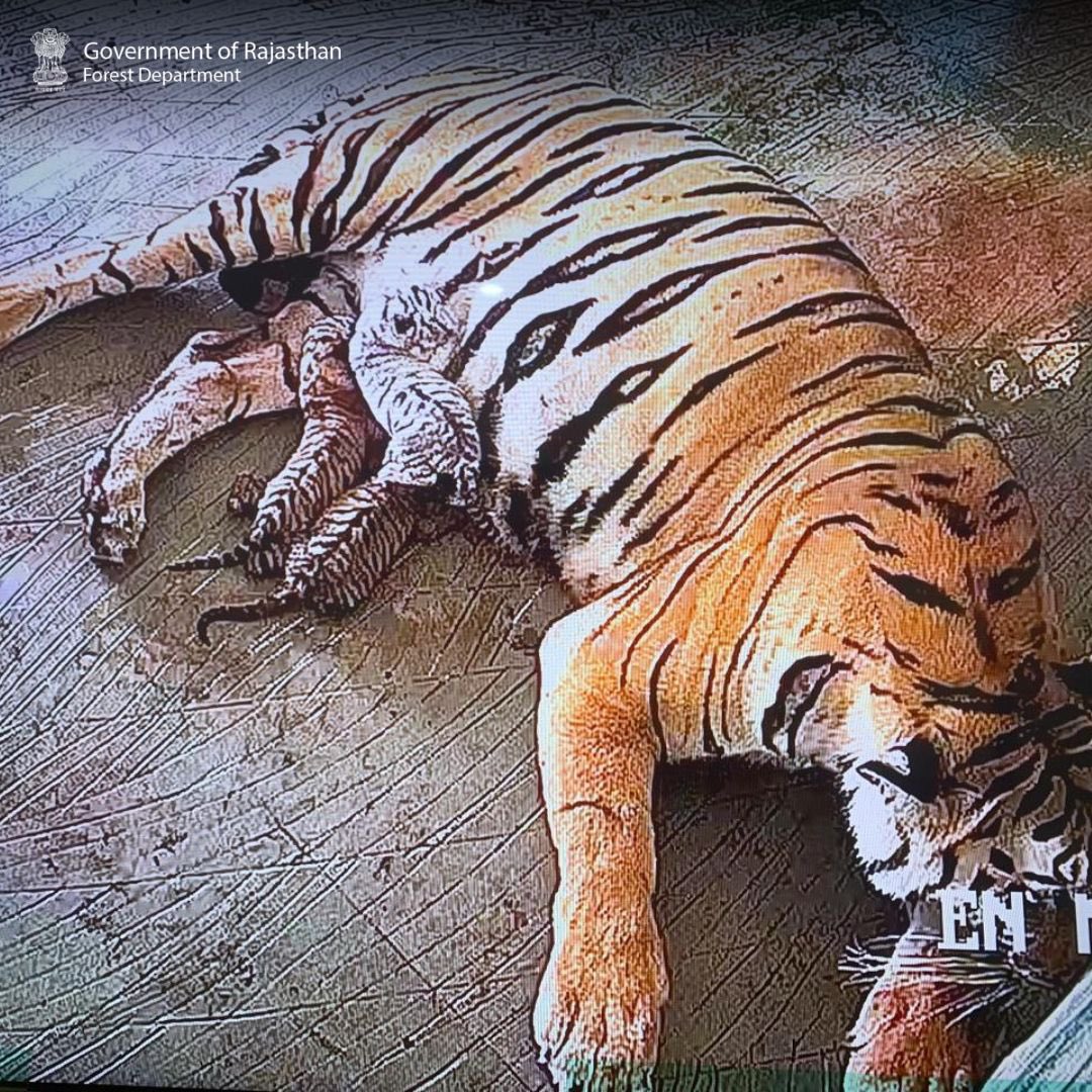 जयपुर के नाहरगढ़ बायोलॉजिकल पार्क में बाघिन 'रानी' ने तीन शावकों को जन्म दिया है। जिनमें एक सफेद एवं दो गोल्डन रंग के शावक हैं। 

वनकर्मी बाघिन रानी एवं तीनों शावकों पर CCTV कैमरे से निगरानी रख रहें हैं।

#TigressQueen #Wildlife #Motherhood #Cubs #NatureConservation