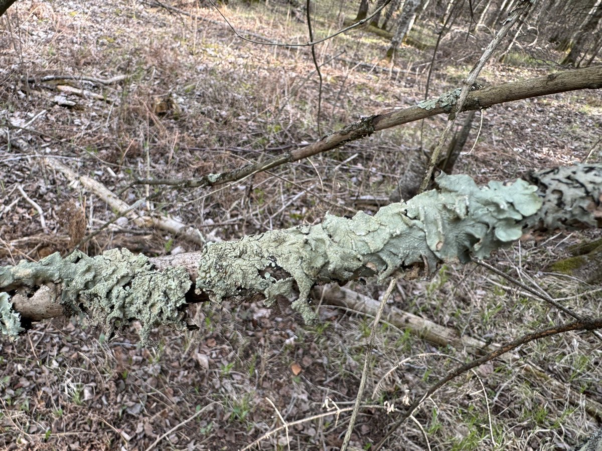 Fuzzy friends. #HotStickSaturday