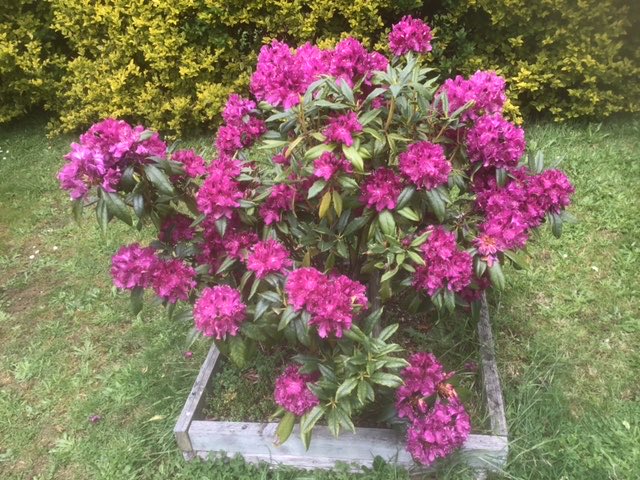 Happy Mother’s Day 2024 to all the Clannies who celebrate this day 

Its can be a difficult day for many #Motherless CareLeavers 

Remember it’s one day 

Some lovely flowers to admire from Albie’s garden of #Geeveston #Tasmania