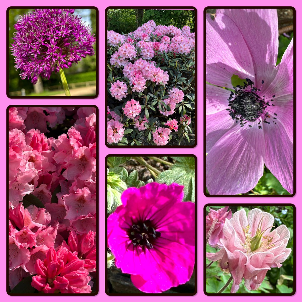 Lots of pink and purple in the garden today.
#SixOnSaturday #InThePink #GardeningTwitter #Flowers