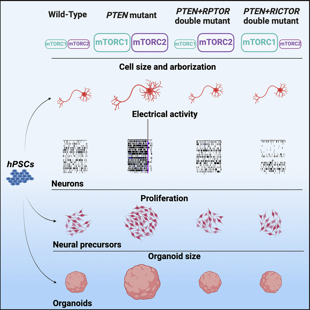 Investigators showed that PSC-derived PTEN mutant human 🧠 #neurons, neural precursors, and 🧫 cortical #organoids recapitulated disease-relevant phenotypes, including hypertrophy and structural overgrowth. @CellReports | bit.ly/4briiSS