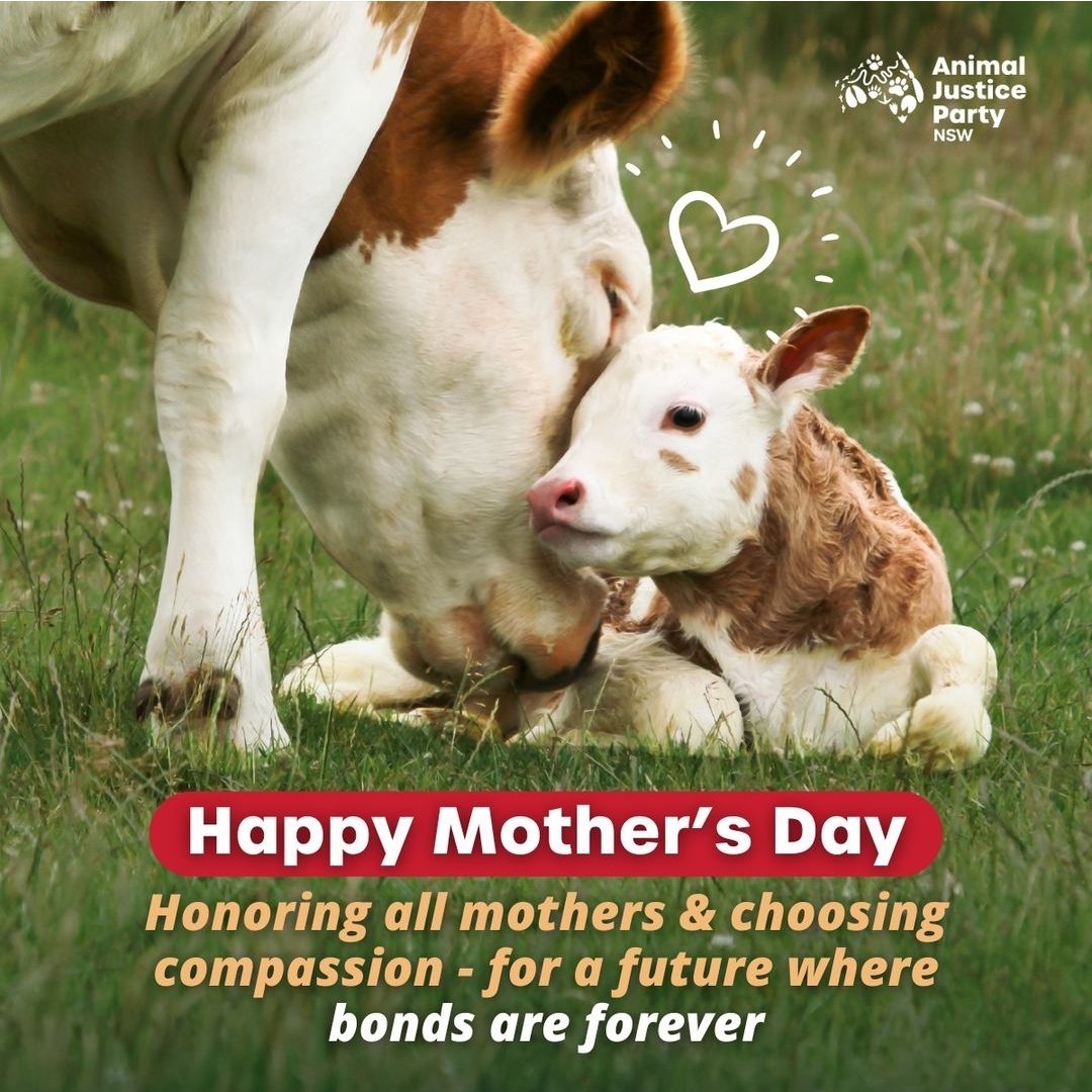 'Today we celebrate the incredible bond between mothers & their children. And the bond between mother cows & their calves is no exception ... To ALL the incredible mothers everywhere, here's to a future where compassion is at the heart of how we treat all living beings.' -@AJPNSW