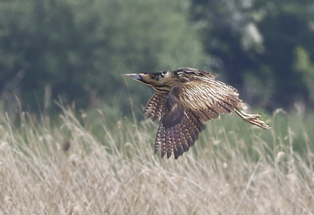 Another elusive bird I managed to photograph today was this Bittern as it flew over the reeds! They are an odd looking bird and seem to be all feathers! They are also well camouflaged in the reeds! Enjoy! @Natures_Voice @NatureUK @KentWildlife