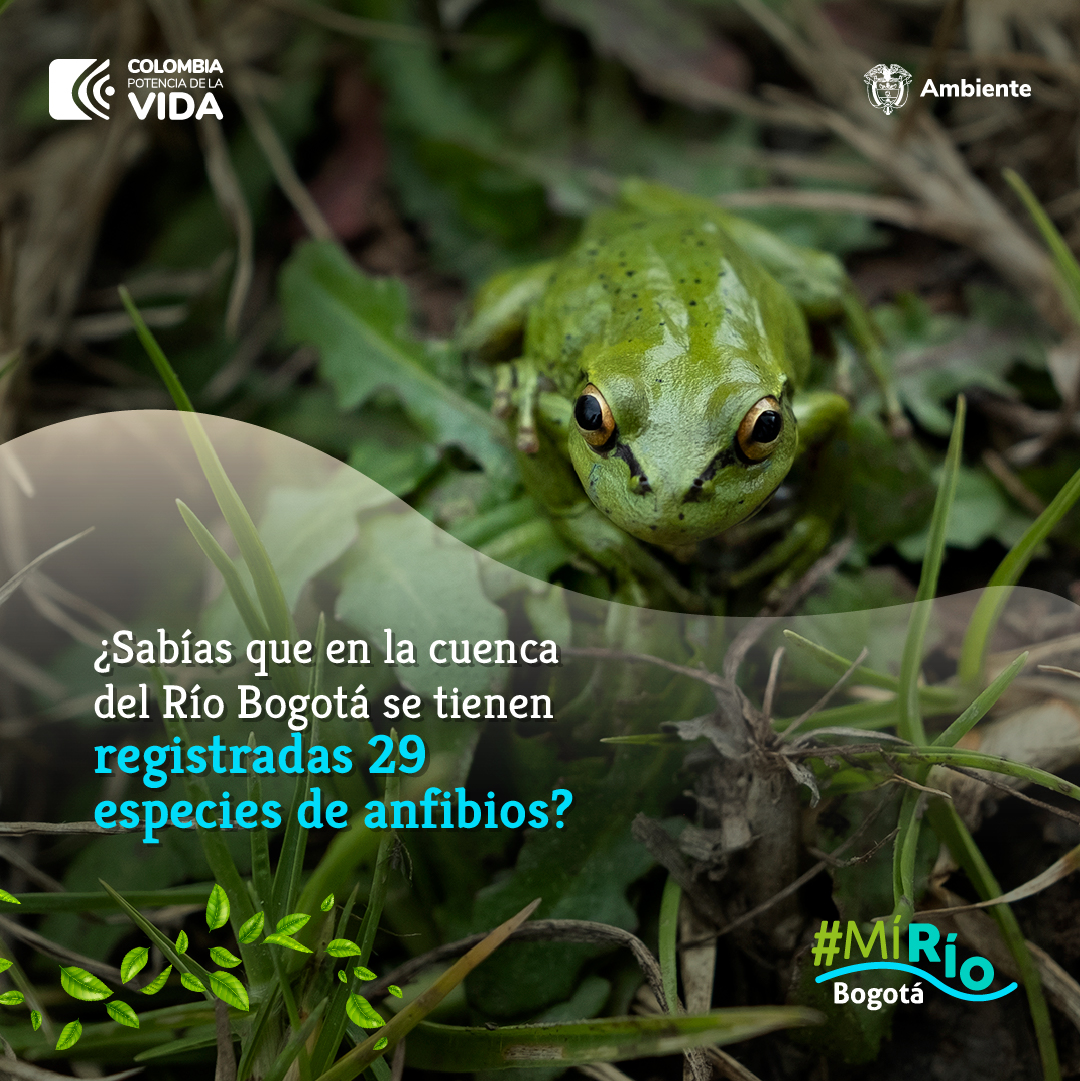 Pese a su nivel de contaminación, #MiRíoBogotá es hogar de una gran diversidad de anfibios. ¿Te imaginas si estuviera recuperado?