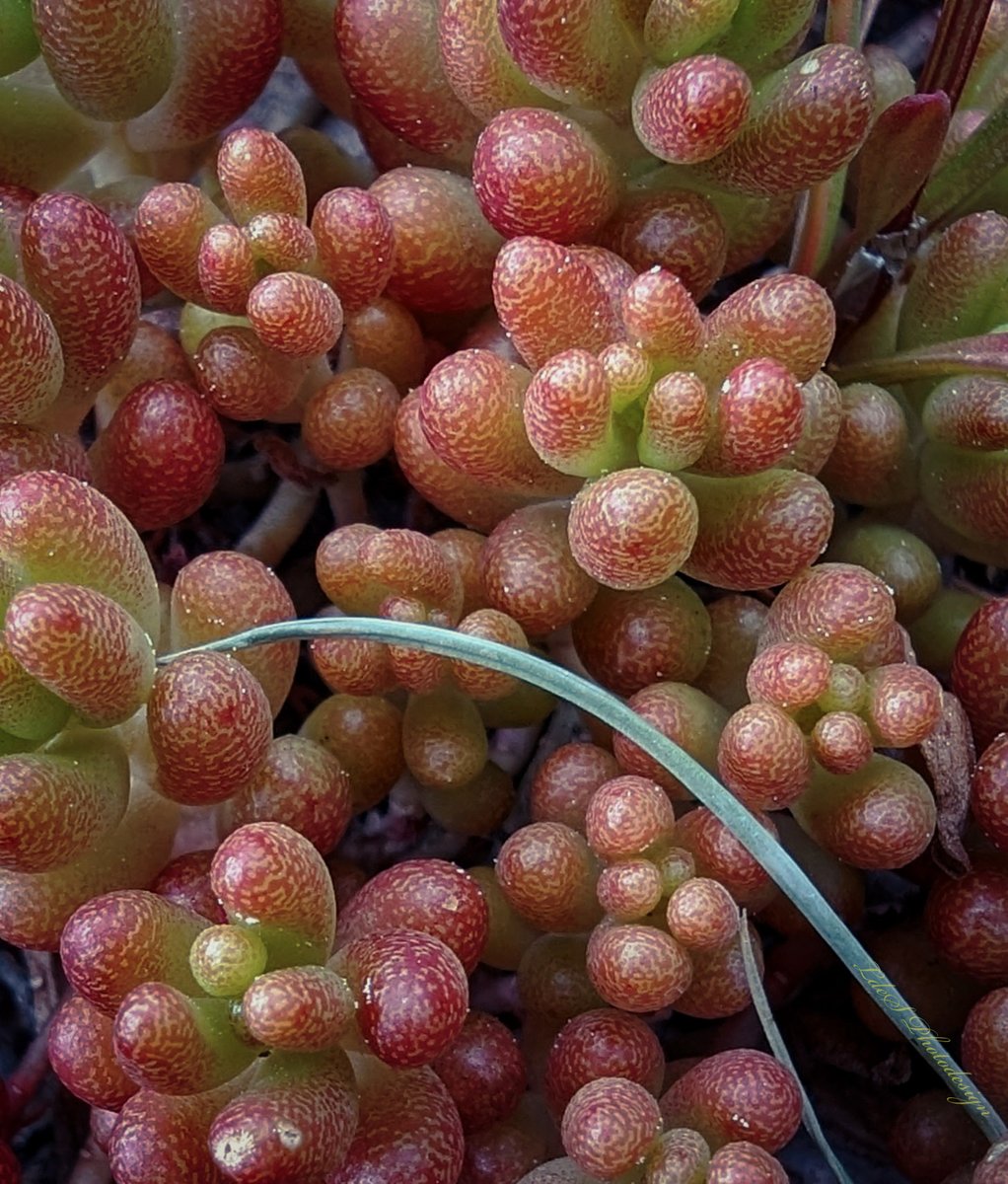 Sedum rubens, famille Crassulaceae pour #SucculentSaturday