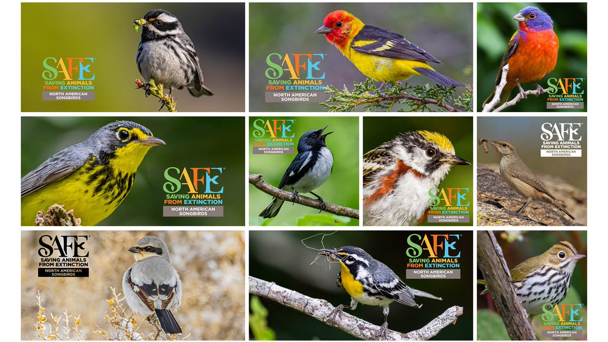 Happy #WorldMigratoryBirdsDay! 🦜🐦 This day is celebrated in both spring & fall as some of our favorite birds move between their breeding grounds in North America & overwintering grounds in central & South America. What is your favorite migratory bird? #WMBD #SAFESongbirds