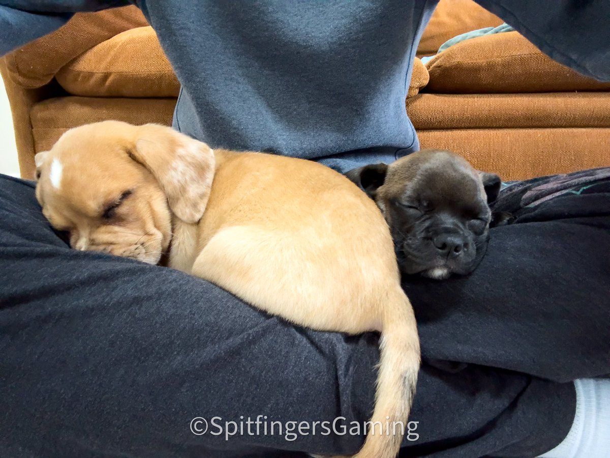 I can’t get enough of these two! Some food, some pooping and now nap time!

Hopefully they’ll always fit on my lap!

#puppies #PuppyLove #puggle