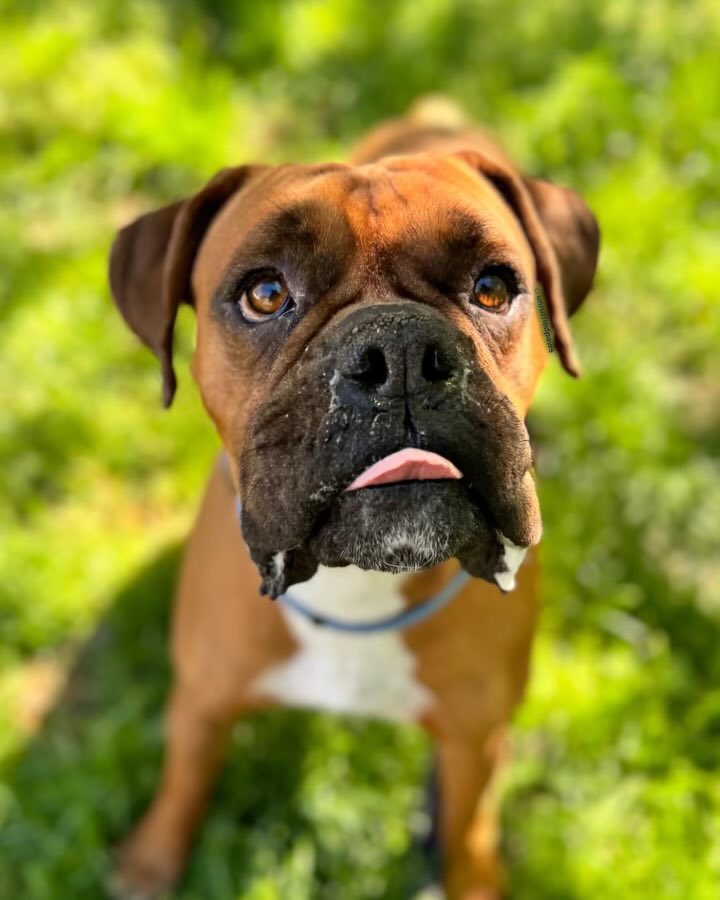 We can’t figure out why no one wants Thomas ? Located on #Longisland #NYC he’s a young pup who just needs a minute to decompress from his life of neglect. He’s well behaved. Walks great on leash, housebroken & a good boy. #adoptables #adoptme #boxerdogs #boxerlife #boxerdog #dogs