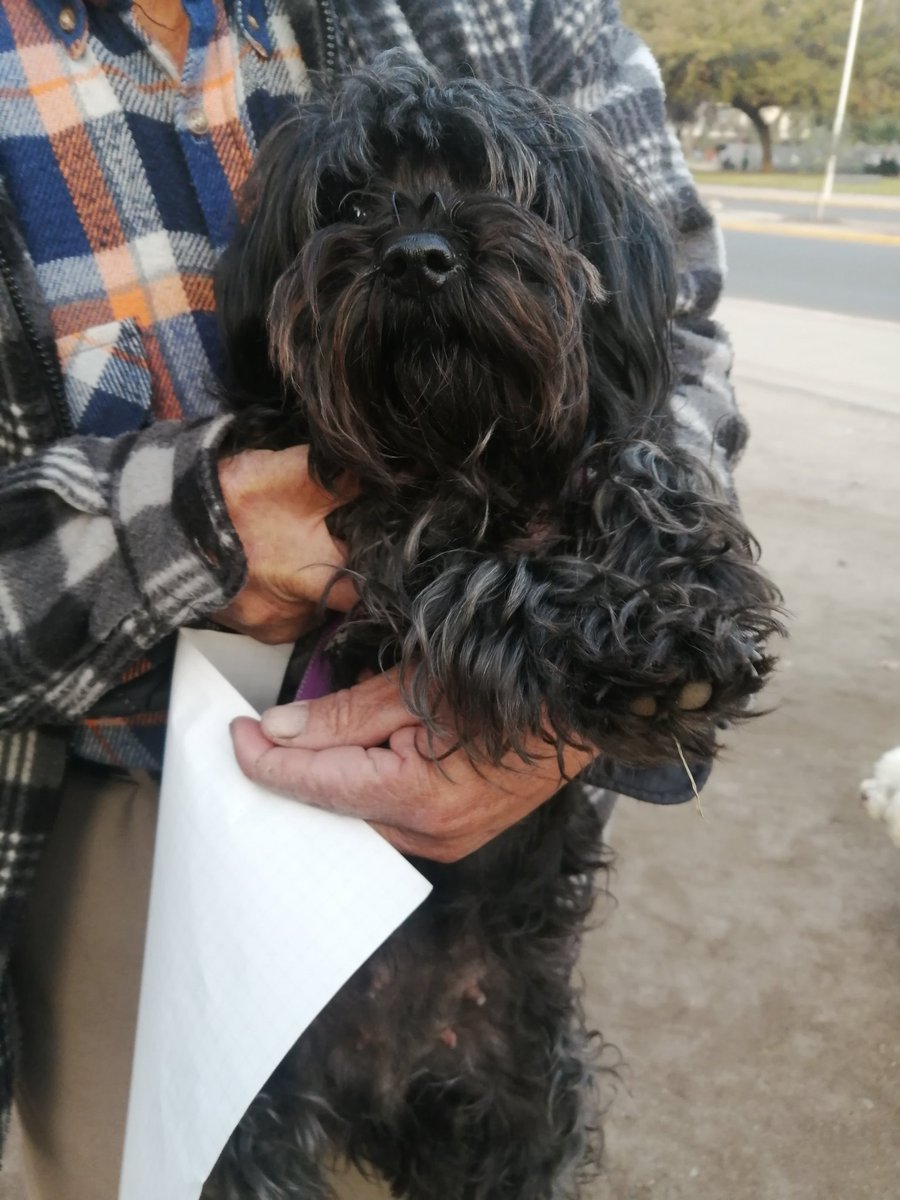 En el Parque Bustamante había un señor ofreciendo esta perrita en adopción. Se llama Luna y tiene un año. Le ofrecí sacarle una foto y anotar su número por si alguien la quiere. Es simpatiquísima.