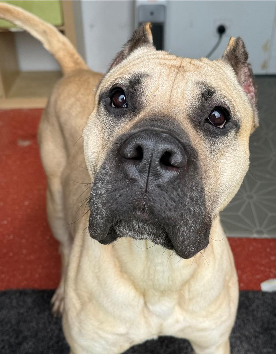 Please retweet to help Molly find a home #YORKSHIRE #UK Molly is yet another poor dog who’s clearly suffered terribly in the hands of her previous ‘owners’ 🤬 Along with the sadly obvious and all too common mutilated ears, Molly is covered in large scars all over her front…