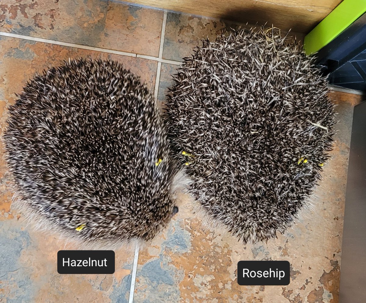 Rosehip & Hazelnut went to a wonderful sypported garden early this evening. 
Rosehip was the biggest of the 4 girls and she still is.. what a whopper! 
#Pricklypals 
#hedgehogs