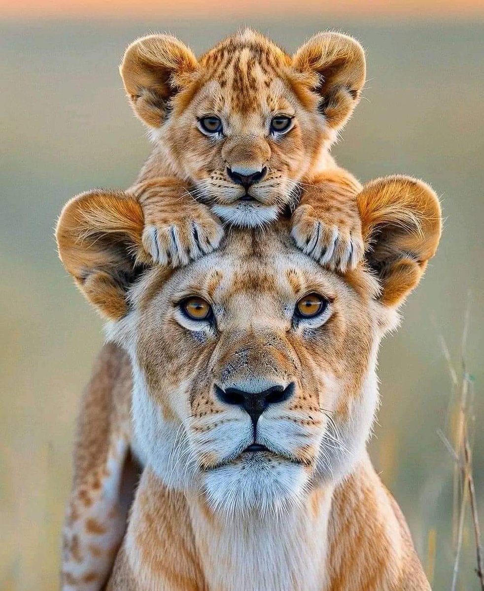 Absolutely stunningly gorgeous 🥰
Best Photo of The Day!🥰❤️😍
.
.
.
.
#bestphotochallenge
#BestPhotographyChallengeio
#picturechallenge
#wildanimal
#animals
#photo
#challenge
#photographychallenge
#picture
#picoftheday
#photographer
#photoshoot
#photochallenge