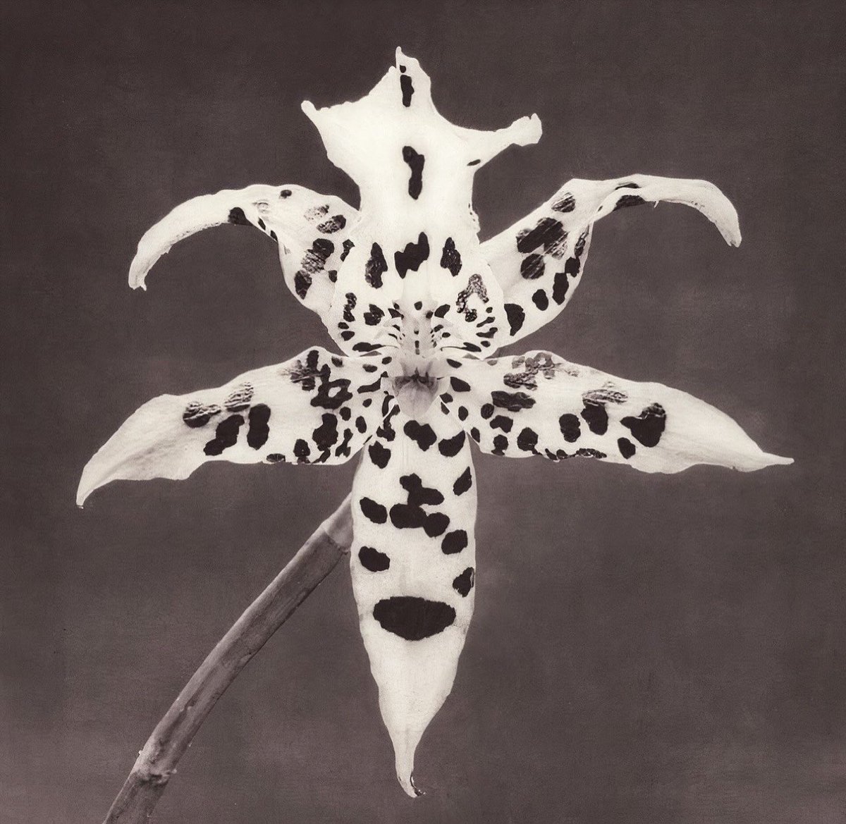 Orchid Robert Mapplethorpe.