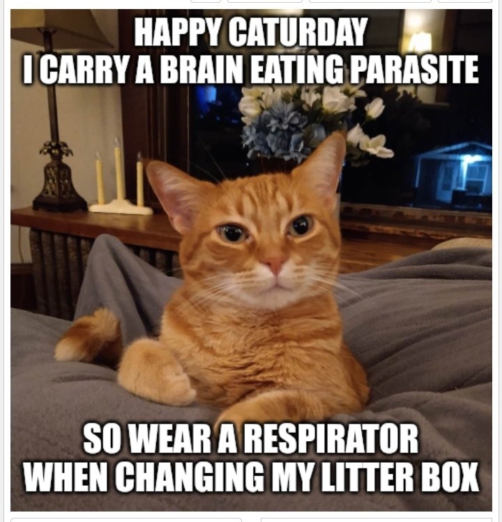 This is your weekly #Caturday reminder that immune compromised individuals especially need to take care when changing the kitty litter due to the risk of toxoplasmosis.  If you've had #SARSCoV2 and haven't had immune subset panels done, assume you are immune compromised.