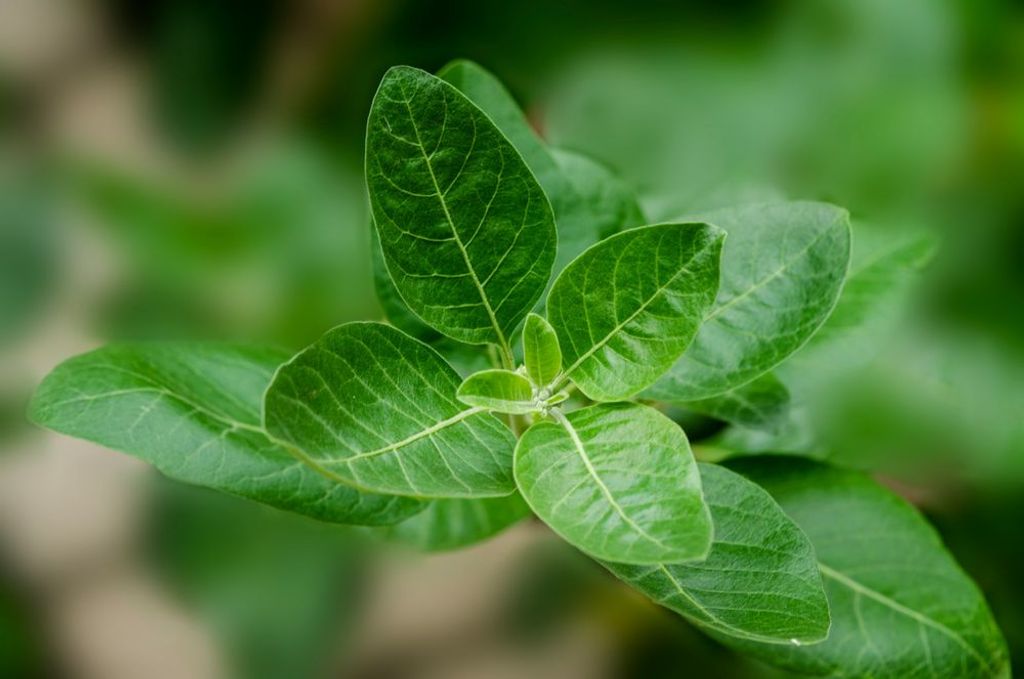 Ashwagandha against stress, here are doses, benefits and contraindications naturallifeapp.com/from_science/a… #lifestyle #healthy #gethealthy #holistichealth #healthytips #healthyapps