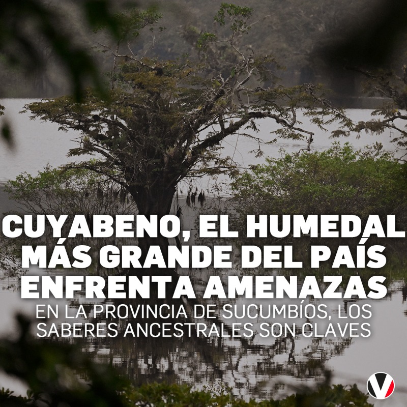 #AMBIENTE | Después del Yasuní, Cuyabeno es la segunda área protegida más grande del país. En la provincia de Sucumbíos se juntan los saberes ancestrales para su protección. Conozca la historia ▶️ v.vistazo.com/4byfIKP