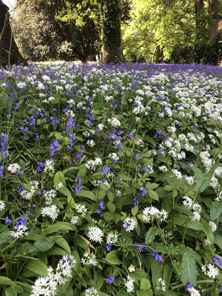 Enys Gardens in Falmouth. Absolutely stunning, especially on a warm sunny day ☀️ #falmouth #sunnyday #Saturday #bluebells