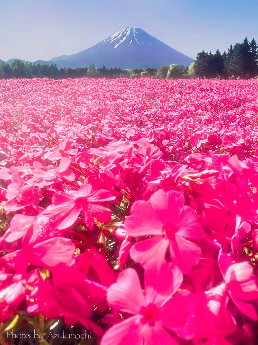 富士山×芝桜の美しいコラボレーション