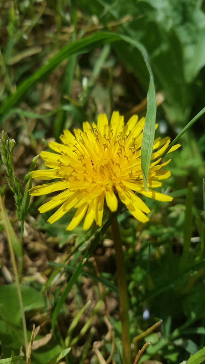 @DandelionAppre1 Then here comes a dandelion from Istanbul :)