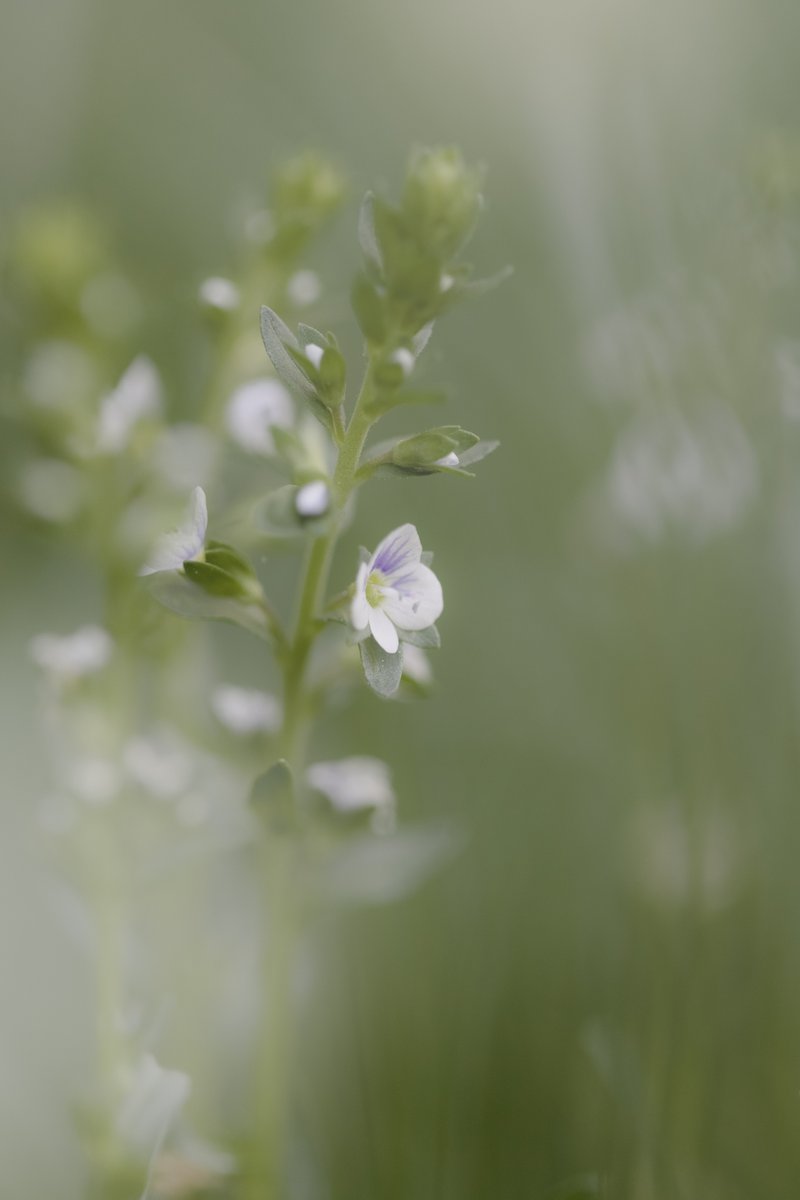 all those secrets in the garden... #flowerphotography #athenianbeauty