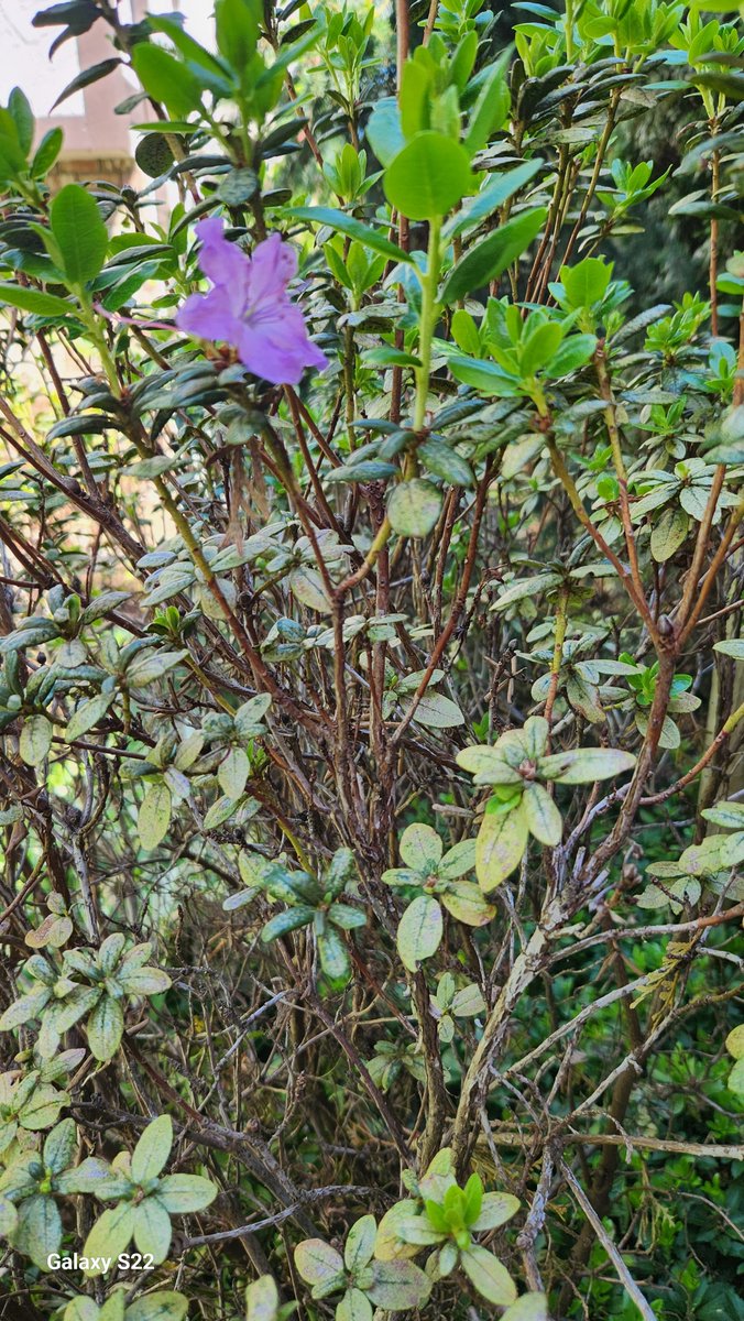 I've noticed that many of the #Azelia #shrubs IF they survived our #FraserValley winter are not doing well 🙄 #Chilliwack #Gardening 💕