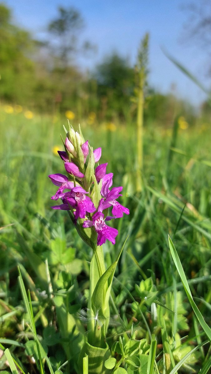 Southern Marsh Orchid (Dactylorhiza praetermissa) in a flower-rich meadow in Dorset, 11.05.24. In the background, Common Twayblade (Neottia ovata).