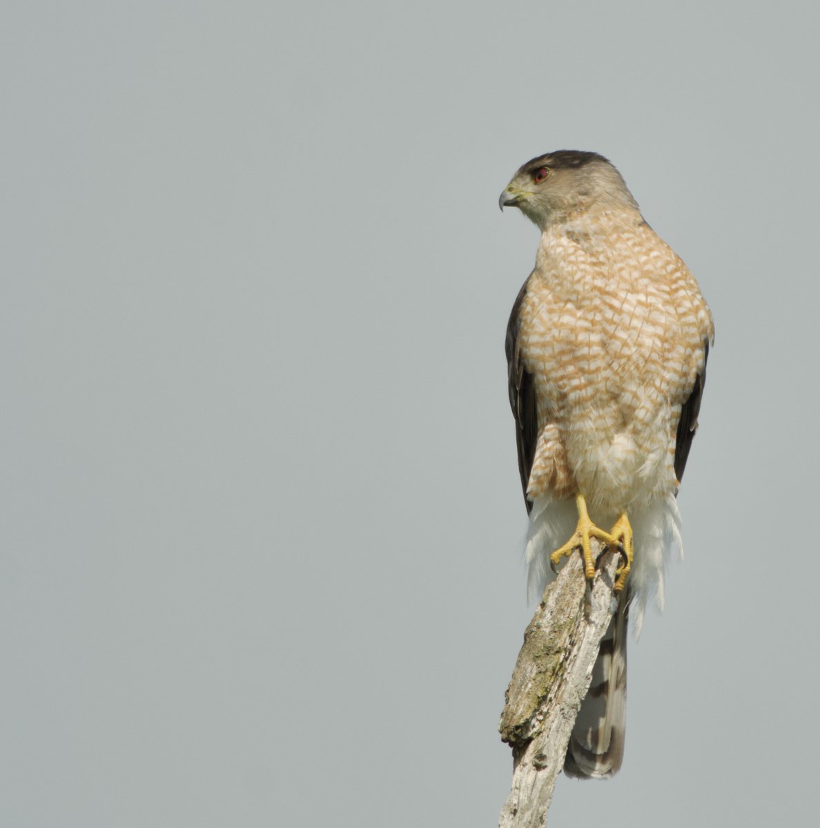 #MyYardMyBirds #Nature #Wildlife #Photography #Hawk #BirdsOfPrey