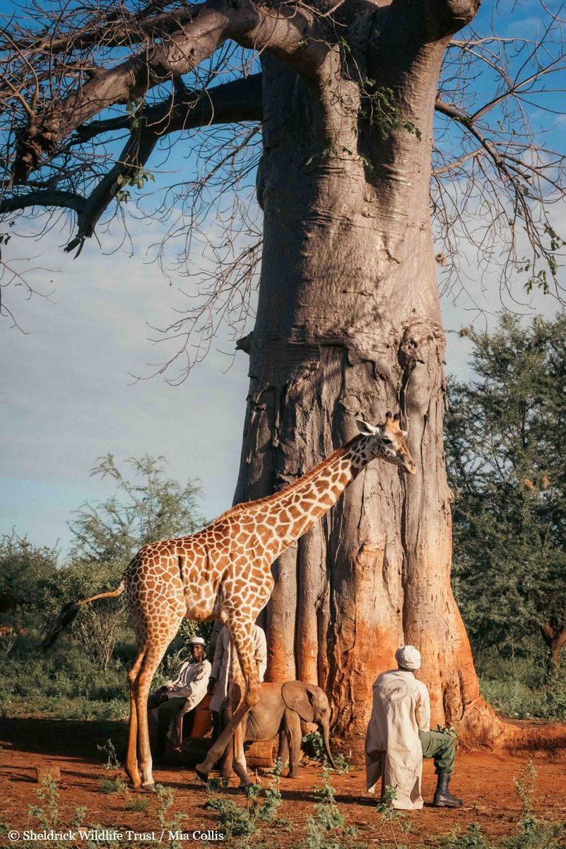Tsavo’s baobabs have stood sentinel over the wilderness for centuries & are a beloved hang-out spot for the orphans. Here’s our favourite facts about these incredible trees:
-Also known as the upside down tree
-Their flowers bloom at night
-They are among the longest lived trees