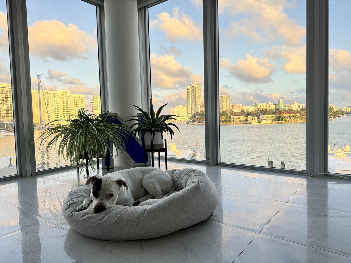 Beautiful Saturday and all is right in the world. @humanesociety @deafdognetwork #dogsoftwitter #dogsofx @dogvideosdaily @contextdogs @tweeetsofdogs @deafdogrescue #americanbulldogs #rescuedog #dogreels #dogdad #dogsofmiami @dog_rates @DoggosDoing