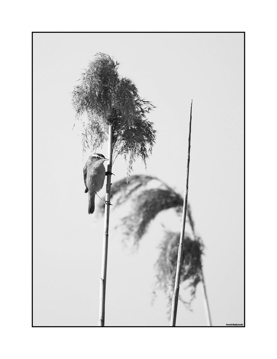 Pod baldachimem / Under the canopy

#NatureforSunday #birds #birdphotography #naturephotography #blackandwhitephotography #monochrome #bnw #ThePhotoHour